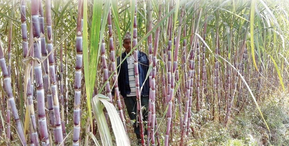 सस्तोमा उखु बेच्दै सर्लाहीका किसान       